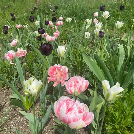 Schoene In Der Altstadt Wangen im Allgäu